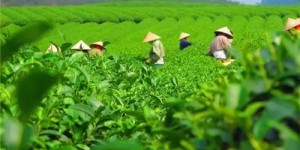 2021年貴州石阡苔茶春茶價(jià)格是多少？