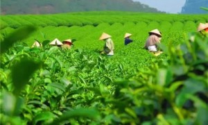 2021年貴州石阡苔茶春茶價(jià)格是多少？